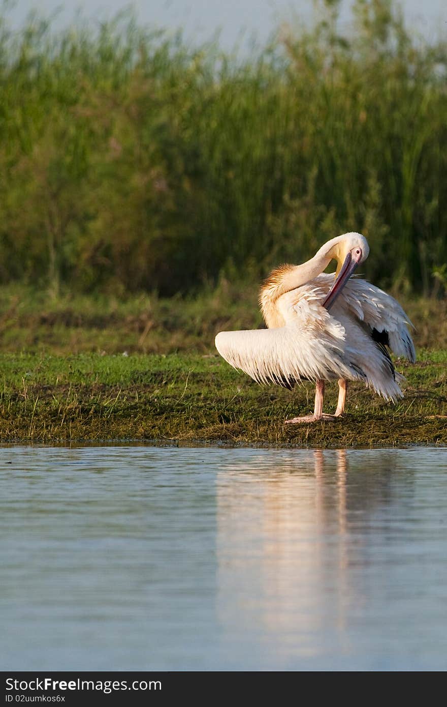 Pelican Preening