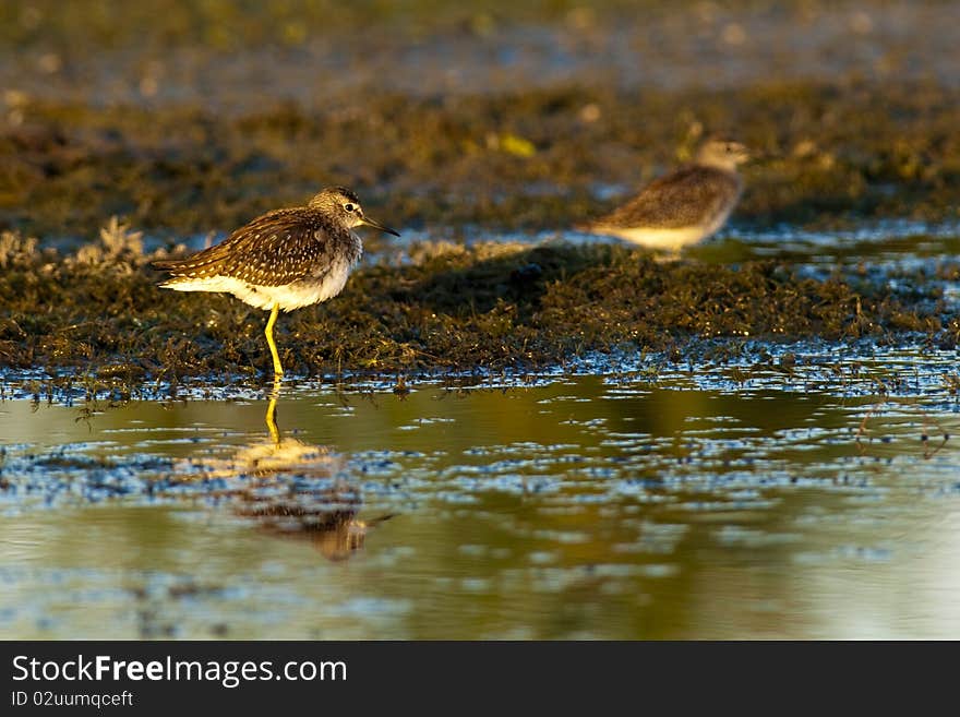 Wood Sandpiper resting