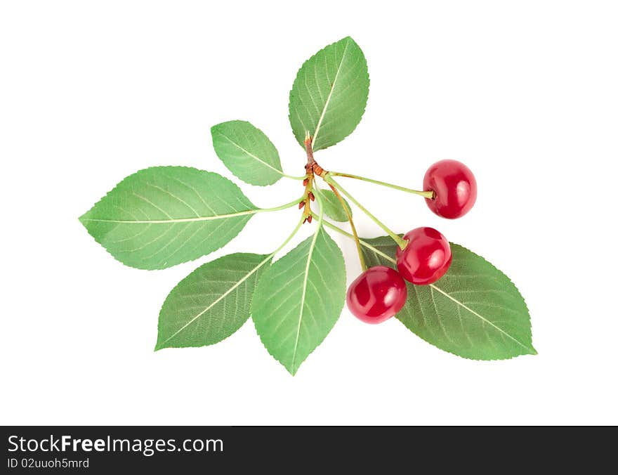 Three ripe cherries isolated on white background