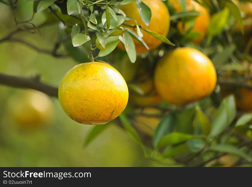 Oranges on a tree at Doi Aungkang Thaiand