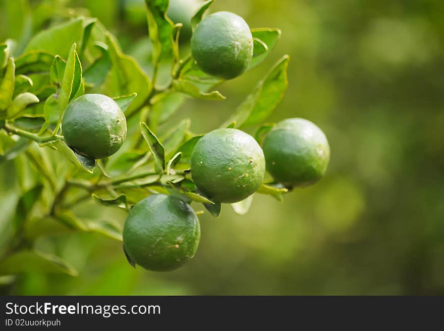 Baby Oranges on a tree at Doi Aungkang Thaiand