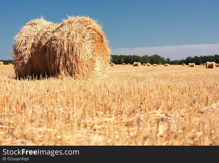 Wheat Haystacks after the harvest. Summer.