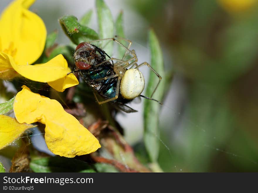 An Enoplognatha Spider eating a Greenbottle fly. An Enoplognatha Spider eating a Greenbottle fly