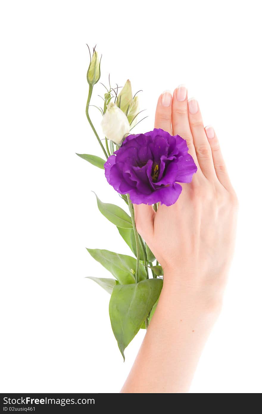 Hand and flower on isolated white background