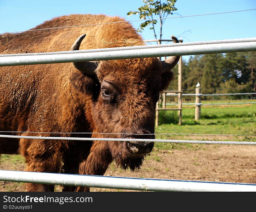 Picture of bison in zoos