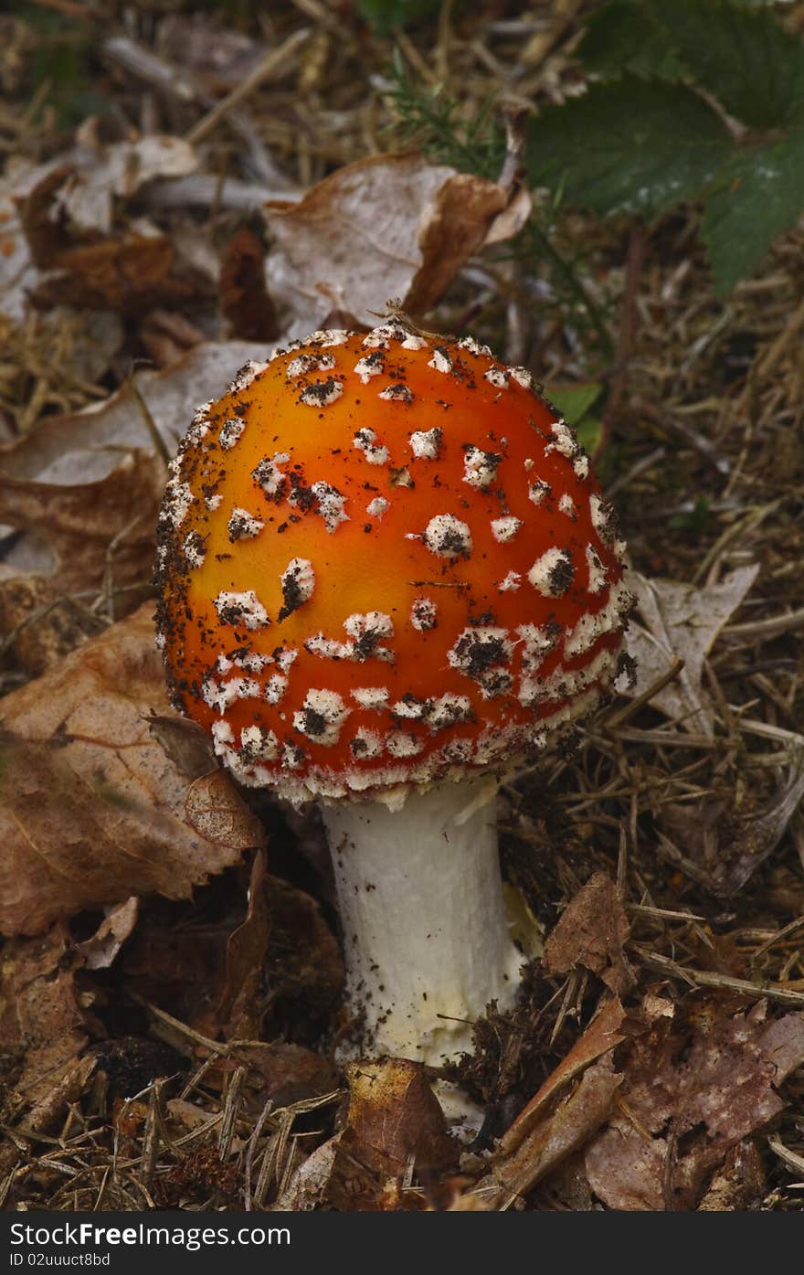 Small Fly Agaric Mushroom Vertical Composition