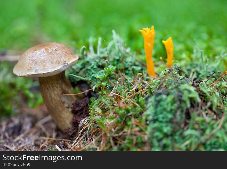 Mushrooms In The Forest