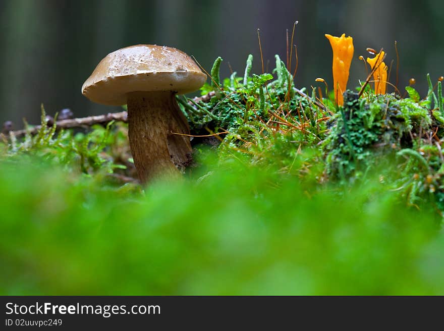 Mushrooms In The Forest