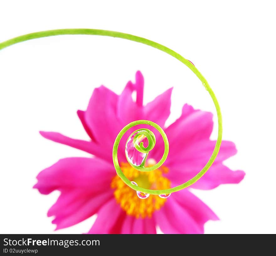 Spiral and flowers mirroring inside water drops isolated on white background