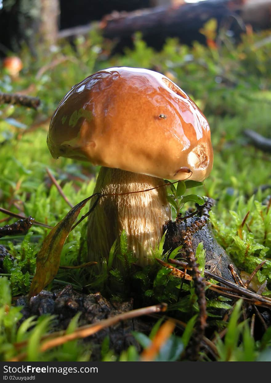 Mushroom in the forest