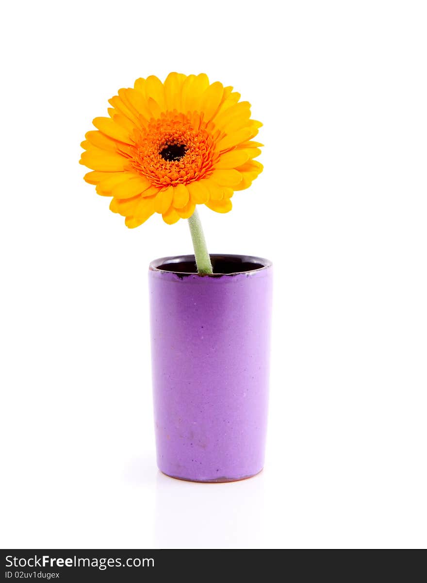 A single orange gerbera