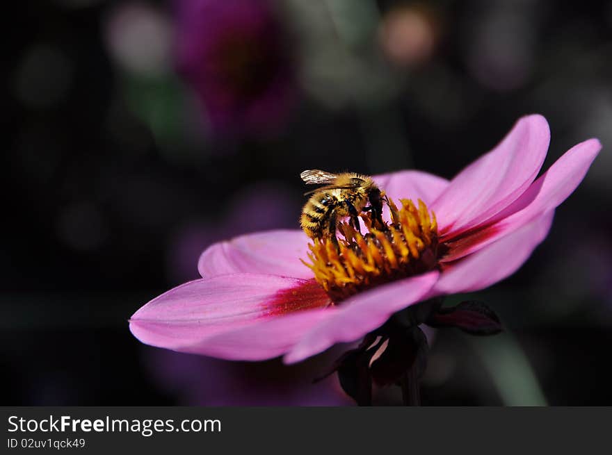 The bee banquet