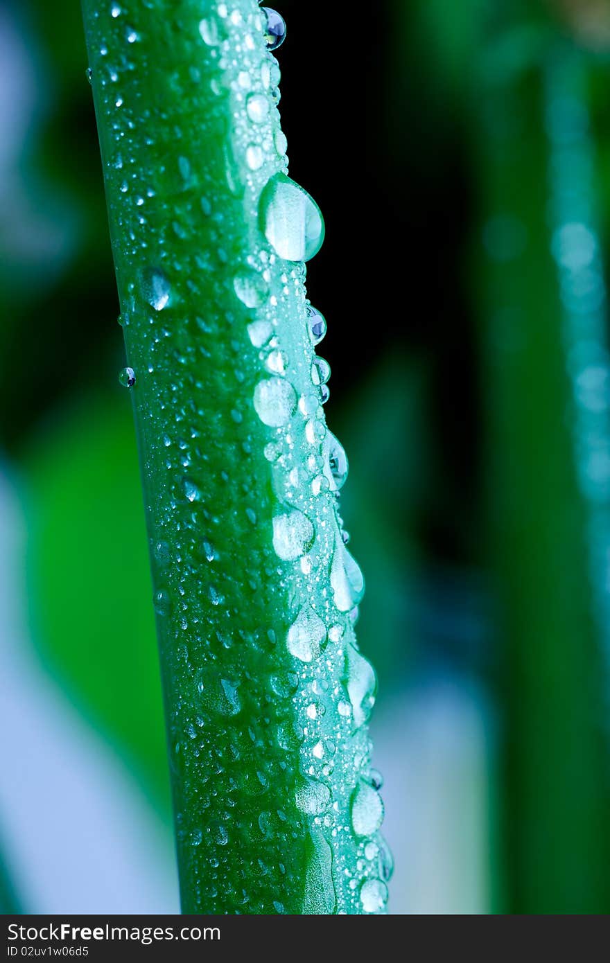 Fresh green leaves with drops of water. Fresh green leaves with drops of water.