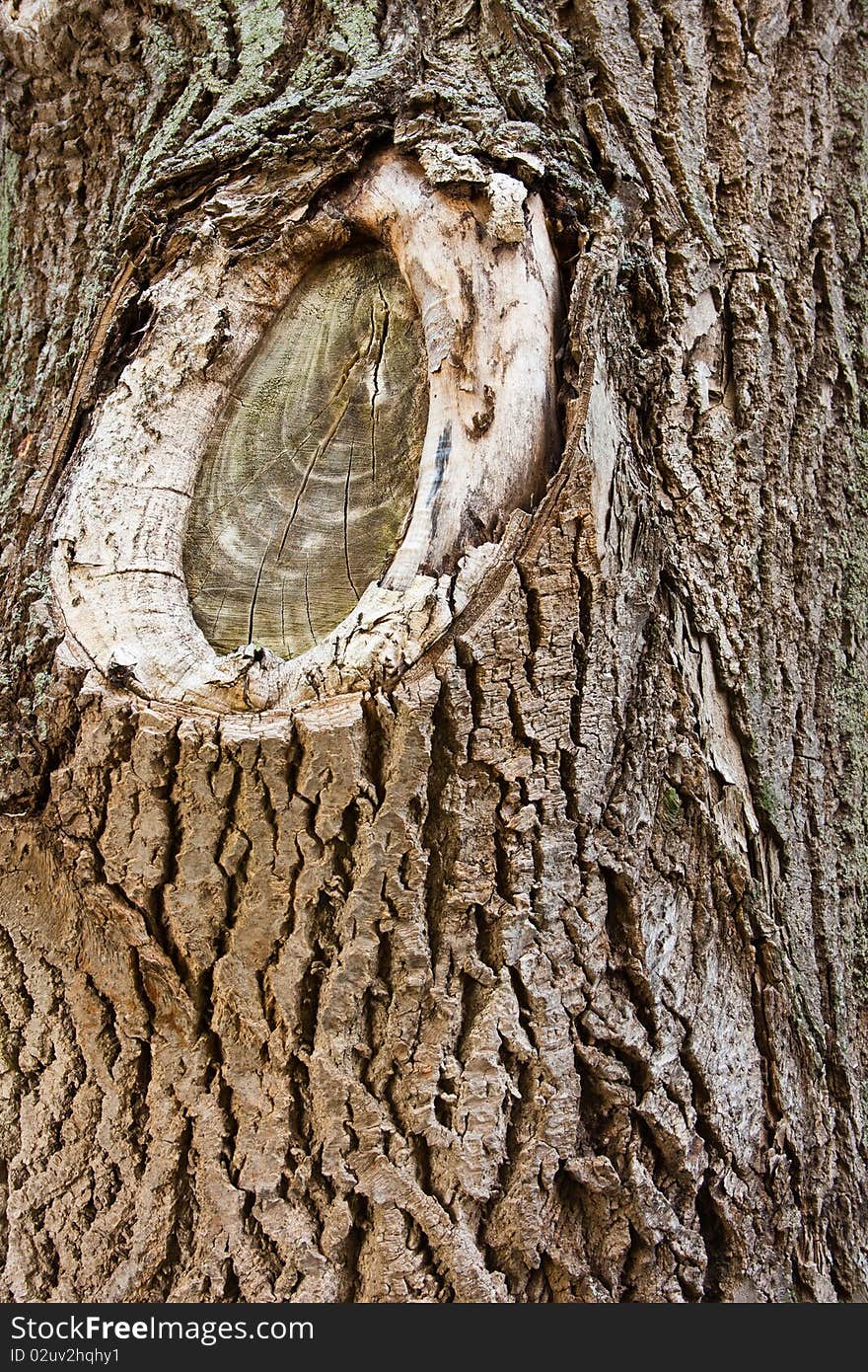 Old wood texture