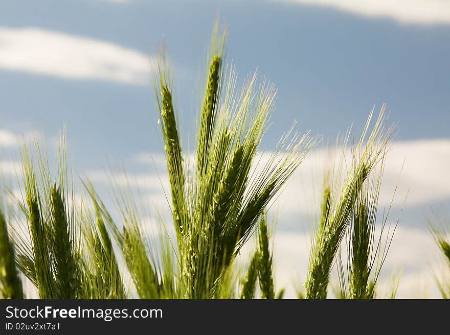 Green ears of unripe wheat against the sky (agriculture)