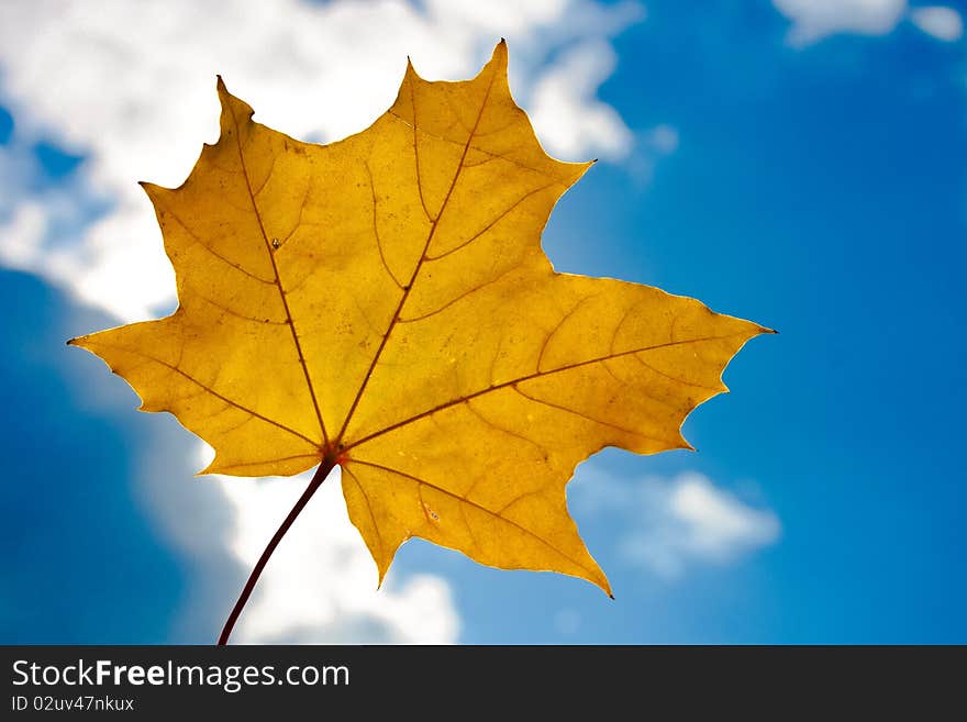 Yellow maple leaf on blue sky. Yellow maple leaf on blue sky