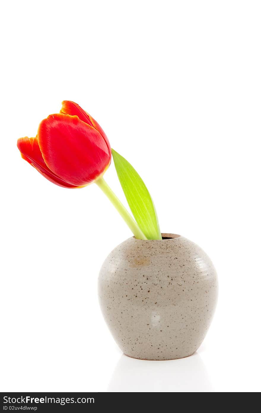 A single red tulip with yellow edges in a grey little vase isolated over white