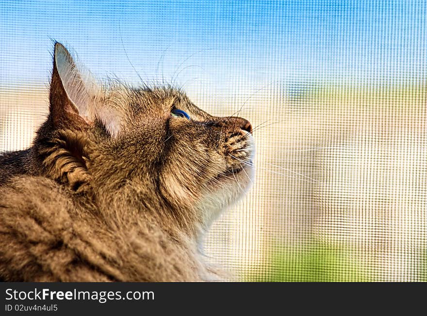 Cat looking into the distance.