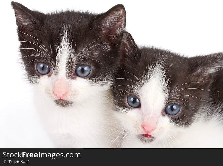 Close-up black and white kittens