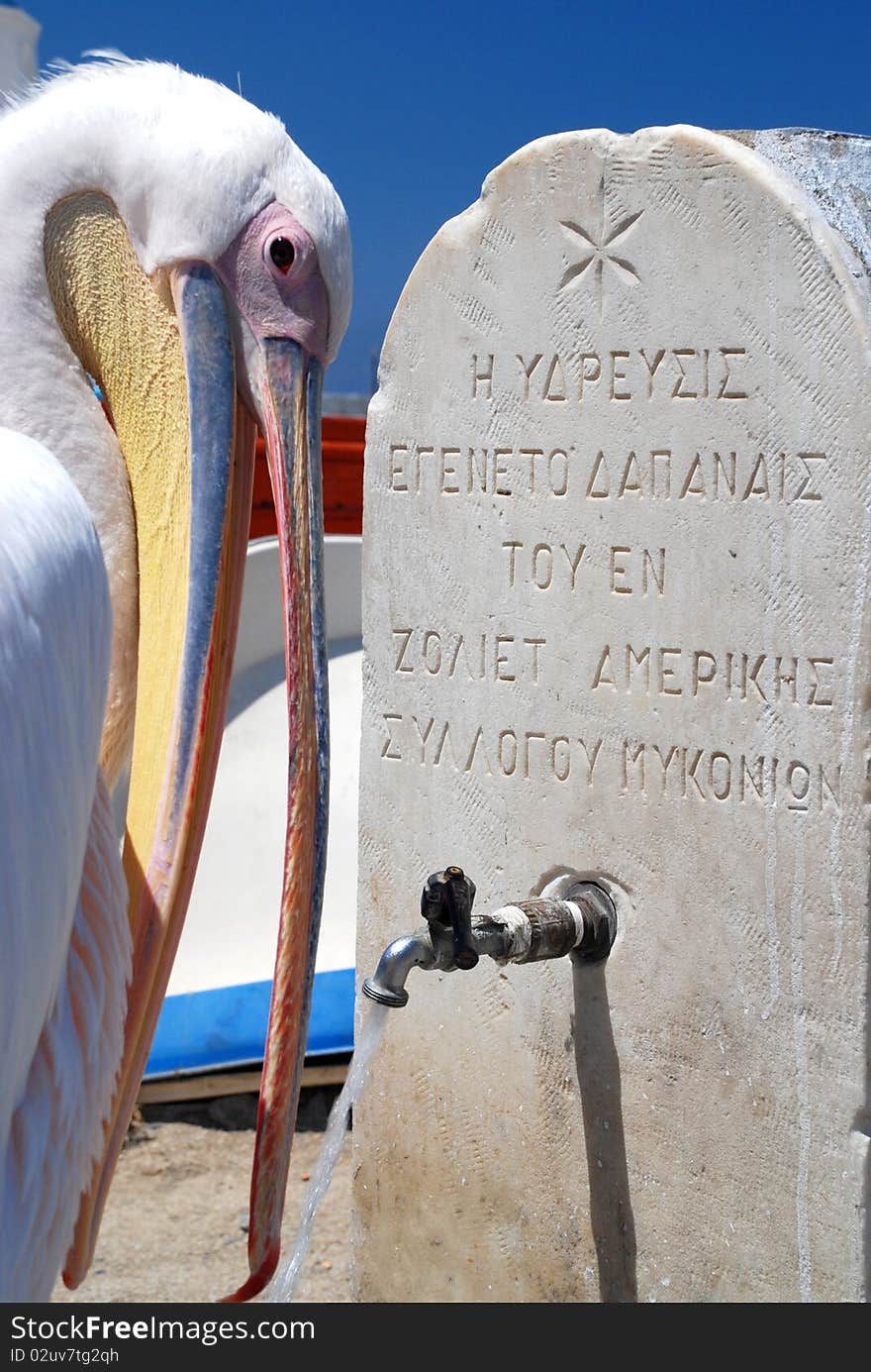 Drinking pelican from Mykonos, Greece