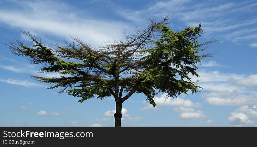 Lone pine tree with a broad crown on a background of blue sky