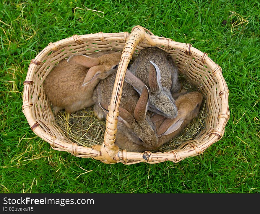 Four bunnies in basket