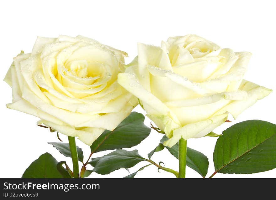 Close-up beautiful white roses, isolated on white