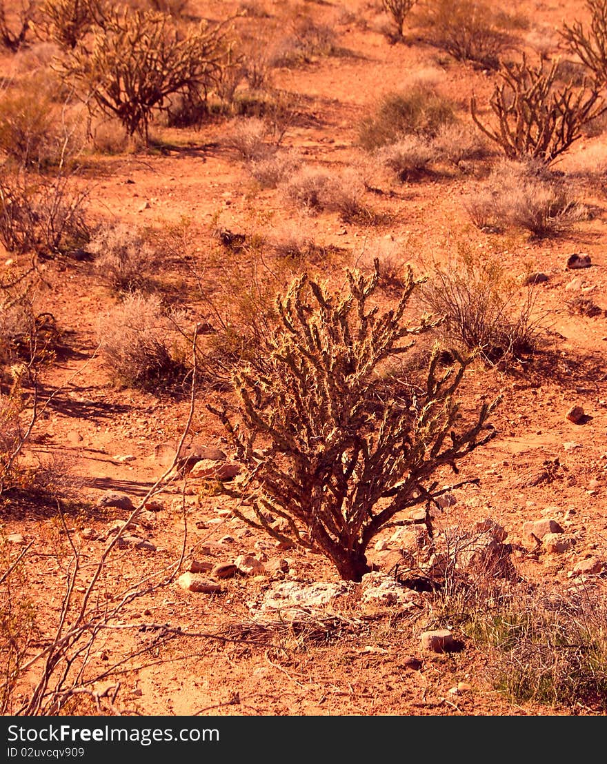 Desert Flower