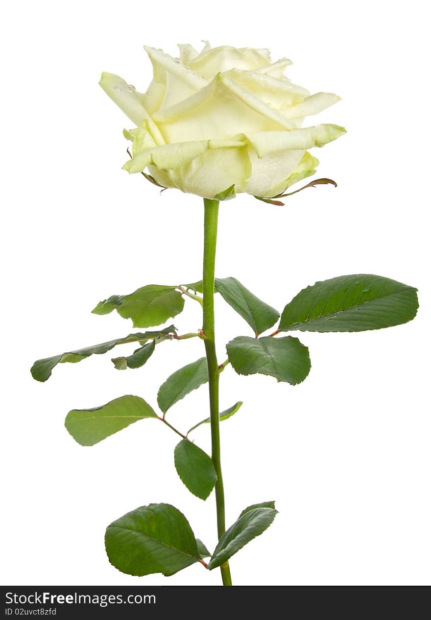 Close-up beautiful white rose, isolated on white