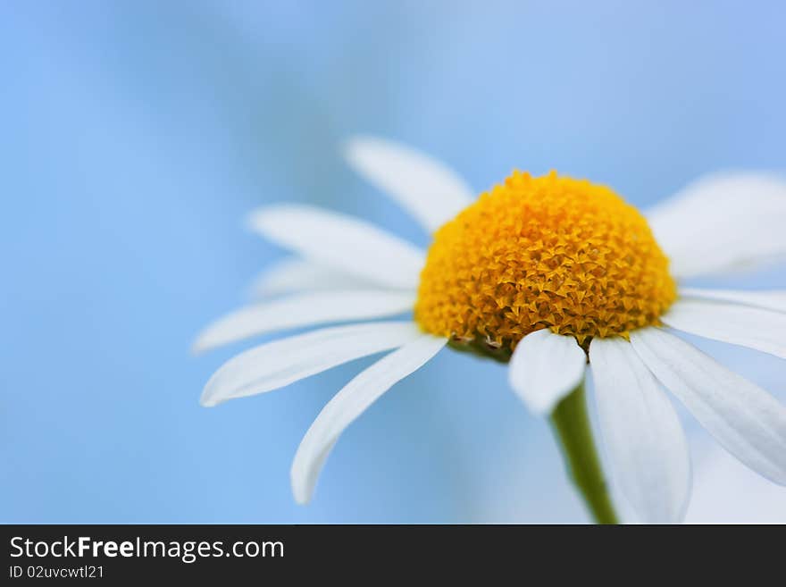 Field chamomile flower, summer leisure. Field chamomile flower, summer leisure