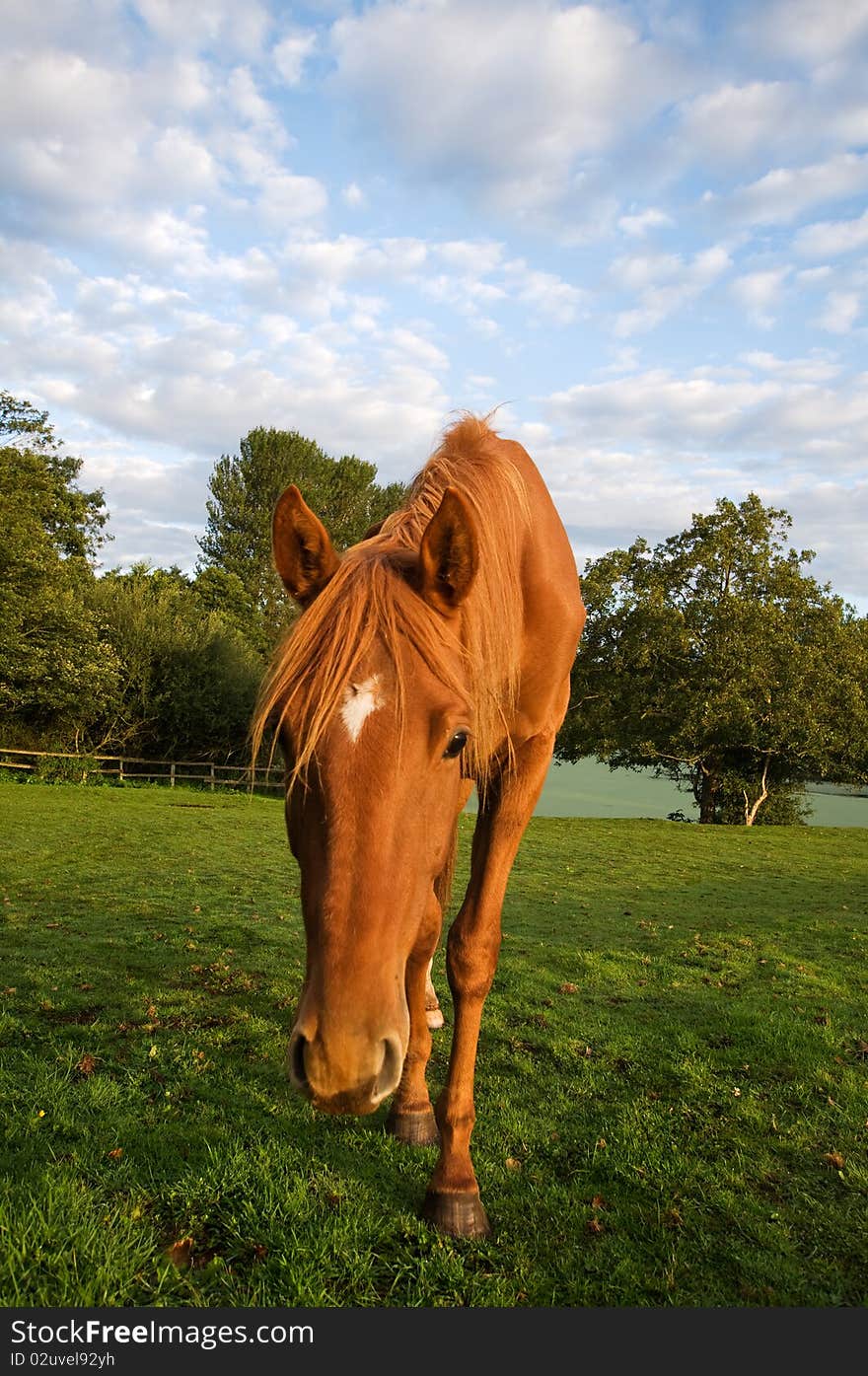 Bowing horse on a farm