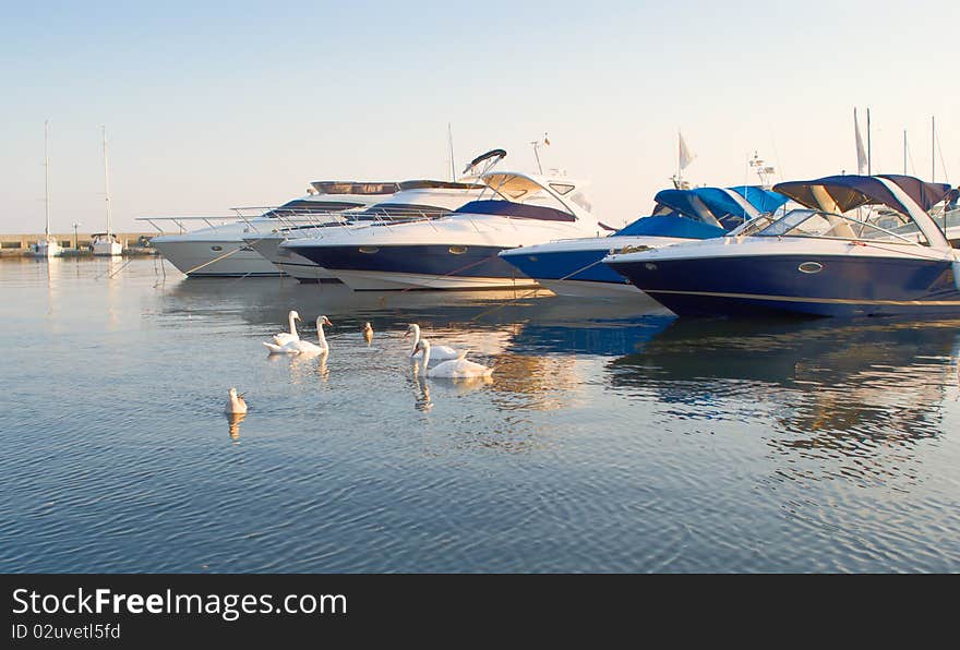 Swans and yachts in a silent bay