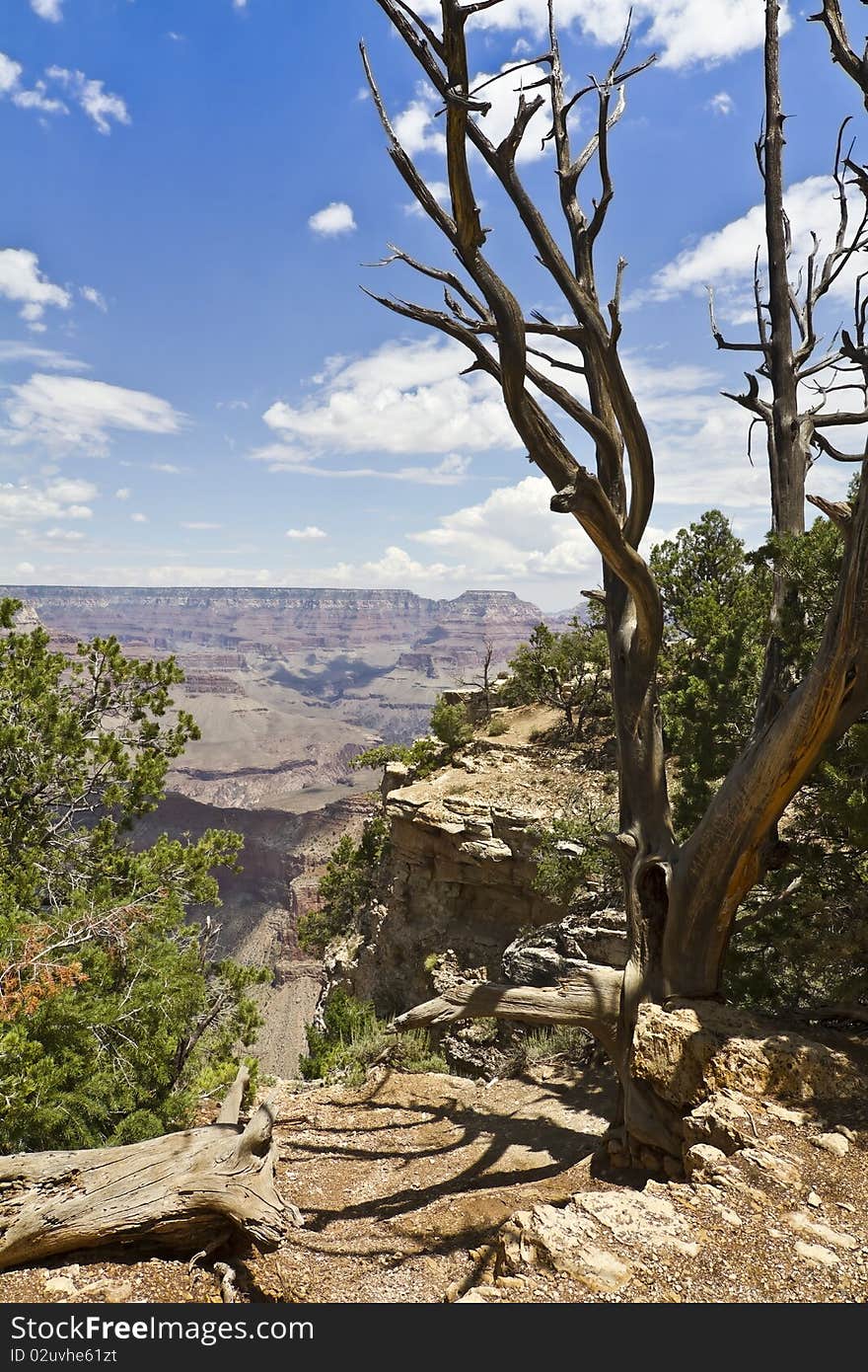 Lonely tree over the grand canyon in arizona. Lonely tree over the grand canyon in arizona