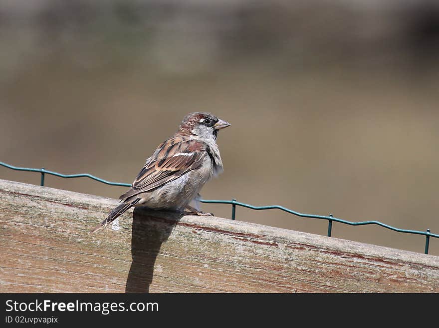 Sparrow on a wooden barrier