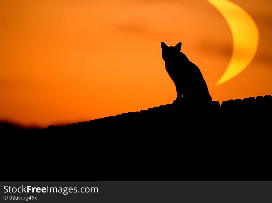 A cat on the prowl with an oversized moon in the background. A cat on the prowl with an oversized moon in the background.