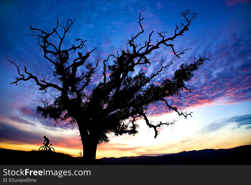 Mountain biker climbing a hill near a large oak tree at sunset. Mountain biker climbing a hill near a large oak tree at sunset.