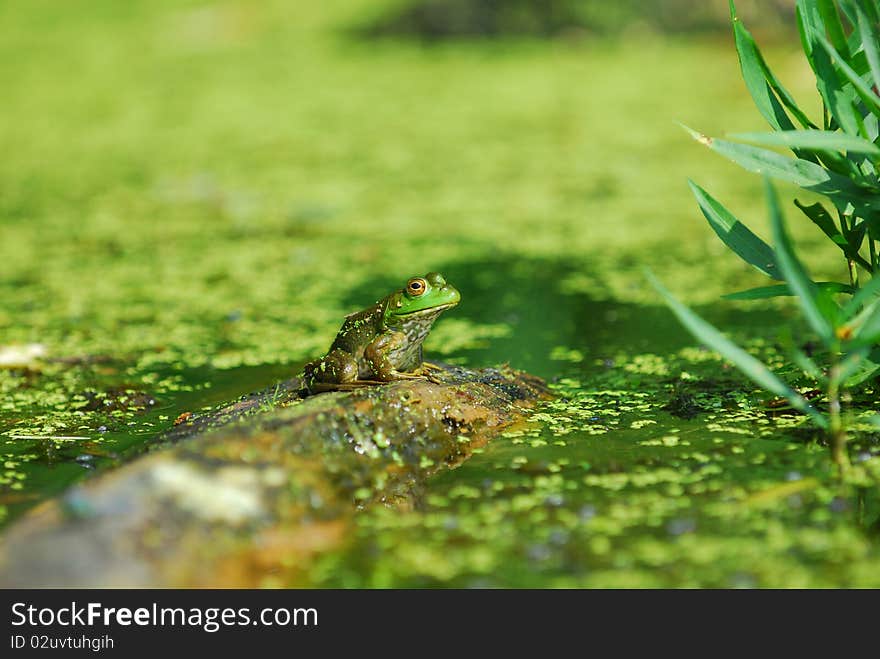 An aquatic green frog sits alone on a log with duck weed in a Missouri bog. An aquatic green frog sits alone on a log with duck weed in a Missouri bog.