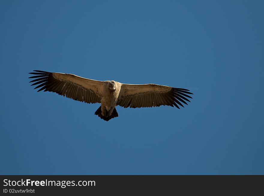 Vulture circling overhead