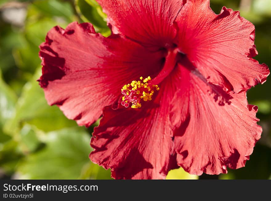 Close up of bright red Hibiscus