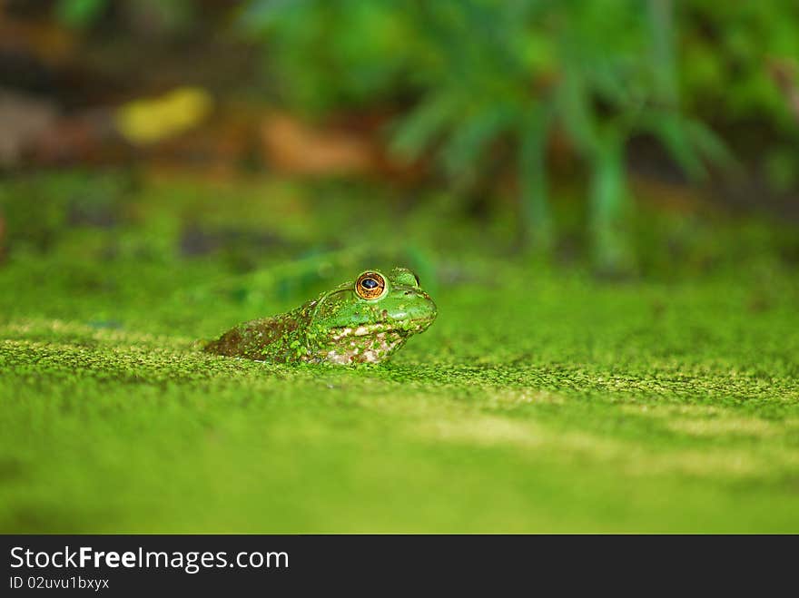 Frog In A Bog