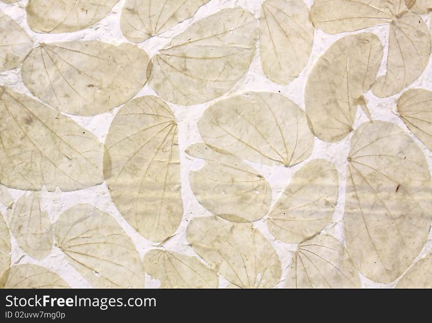 Dry leaves on paper white background