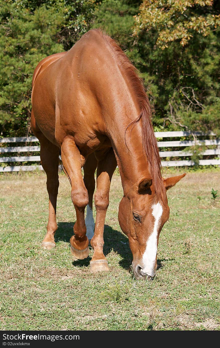 Chestnut brown horse grazing in the field. Chestnut brown horse grazing in the field