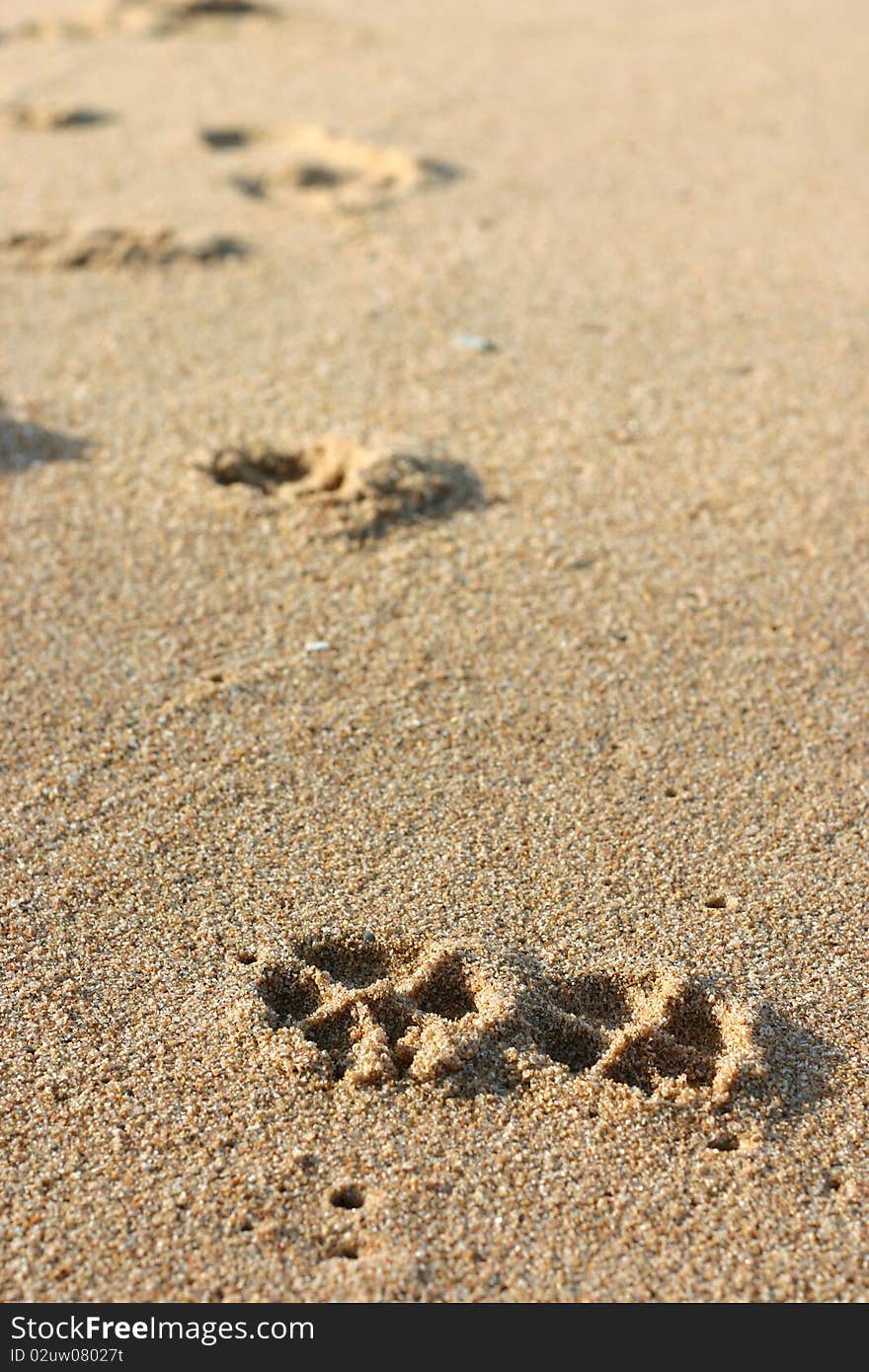 Dog Footprints On The Sand