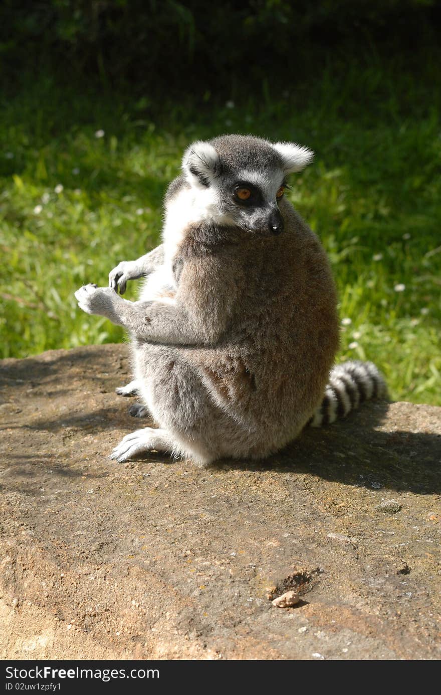 Lemur sit and bask in summer