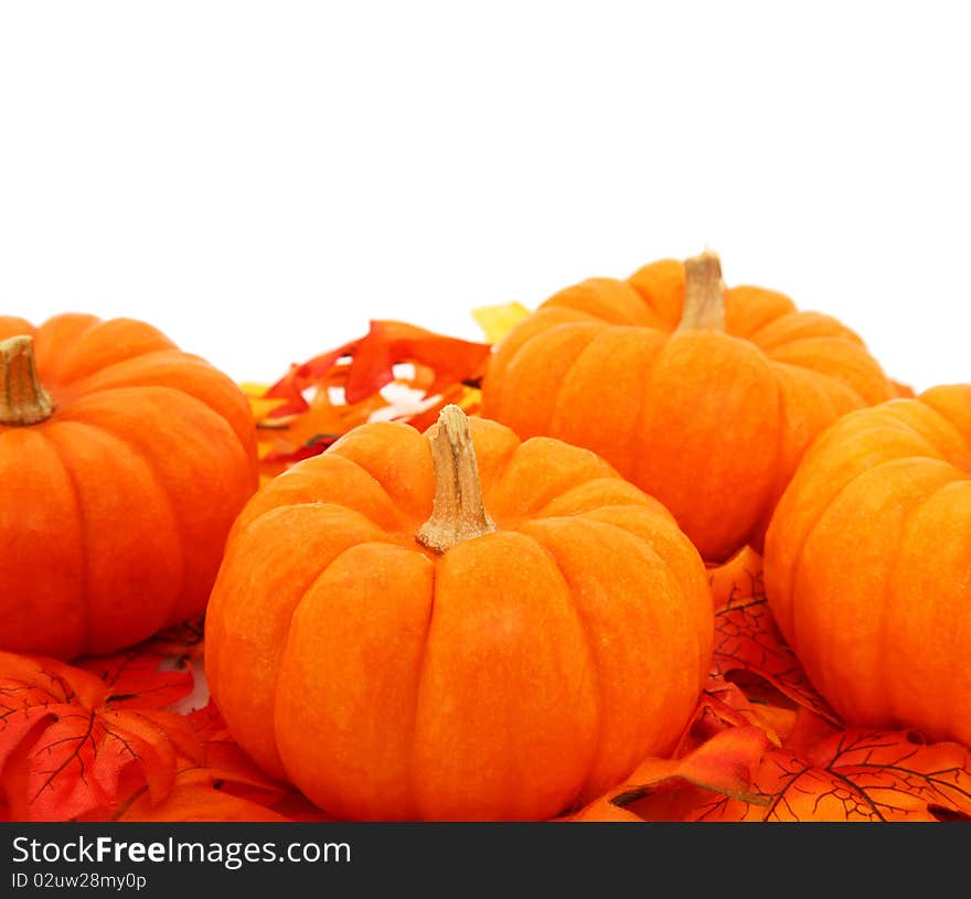 Gourds In Leaves