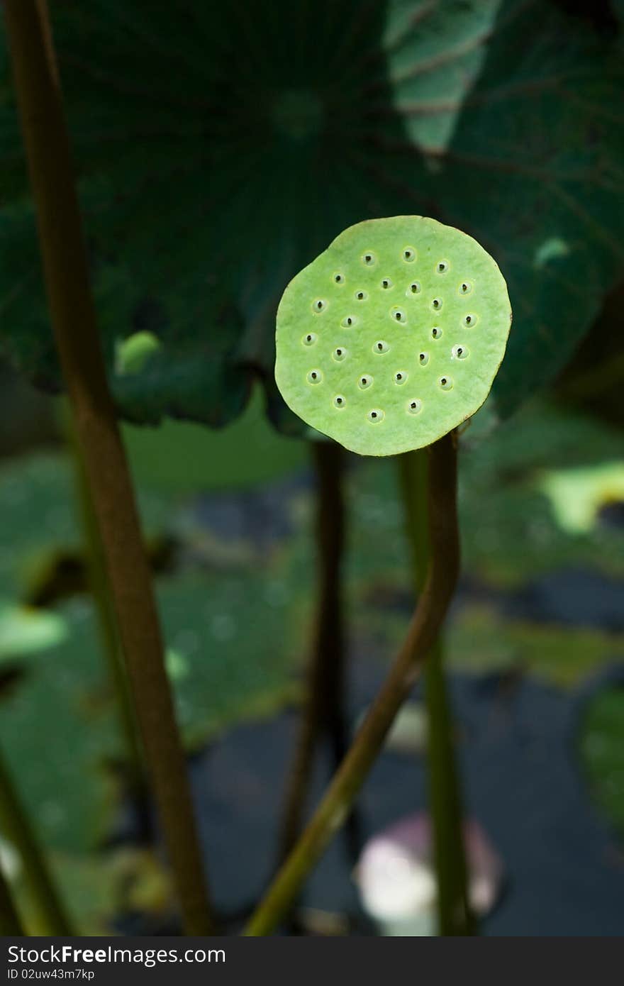 Water lily pod in garden. Water lily pod in garden