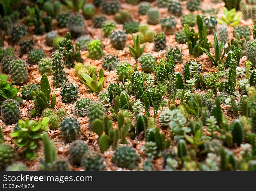 Small Decorative Cactuses in Pots