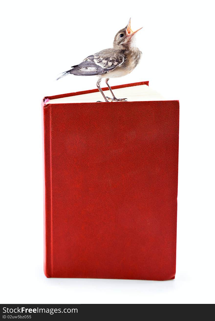 Nestling Of Bird (wagtail) On Book