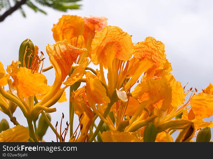 Yellow Peacock Flower