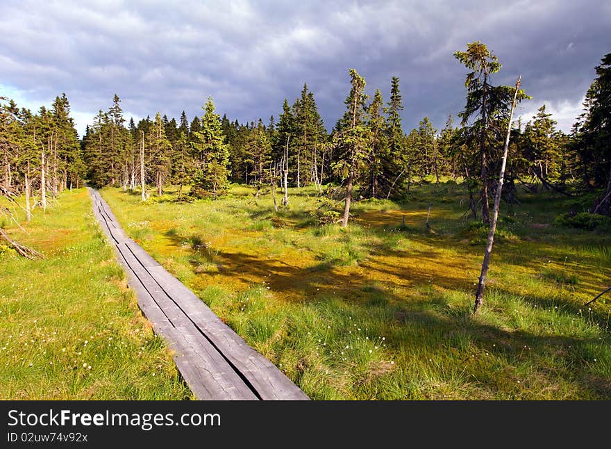 Bog in Krkonose - Czech republic